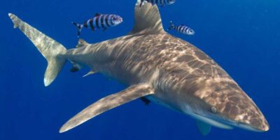 Oceanic Whitetip Shark cat island