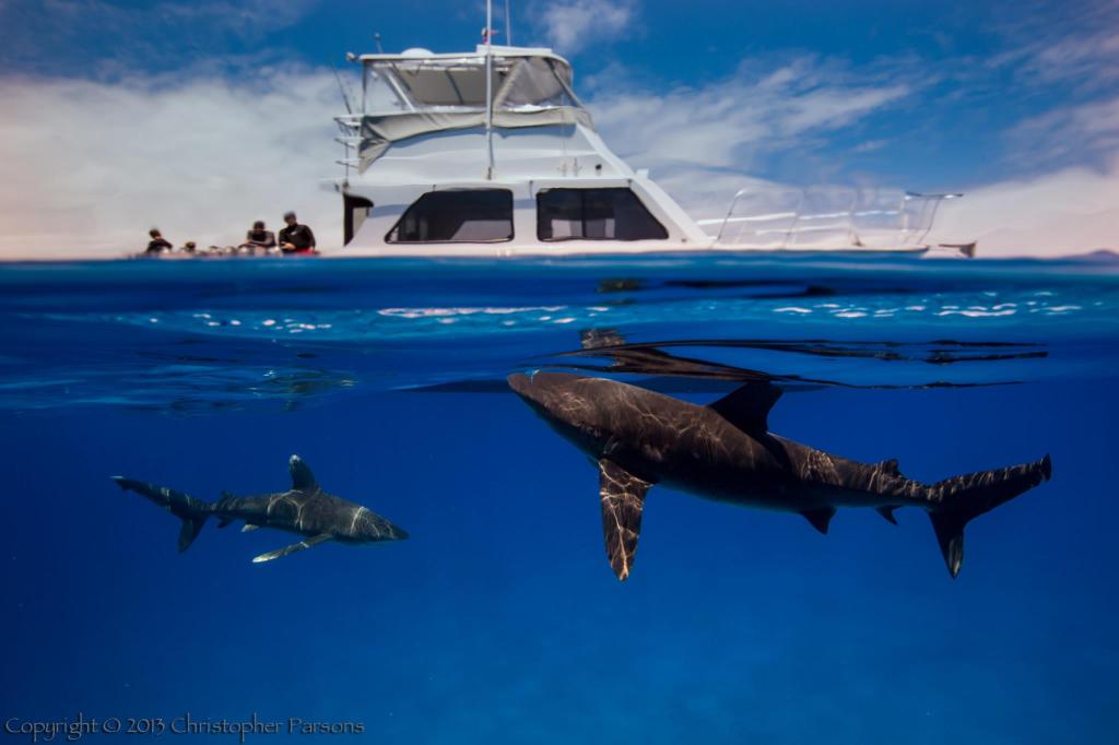 oceanic whitetip shark epic diving