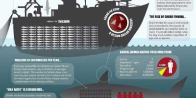 man vs shark infographic