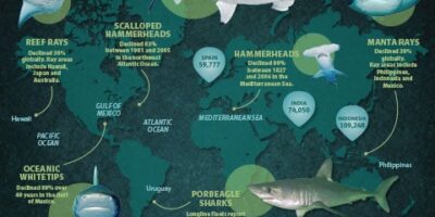 Humane Society for protecting sharks and rays