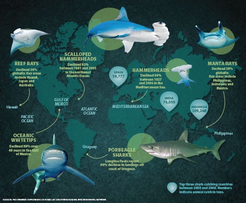 Humane Society for protecting sharks and rays