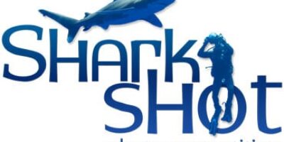 shark photography competition