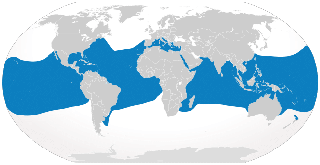 range of oceanic whitetip sharks
