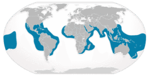 Tiger sharks range and distribution