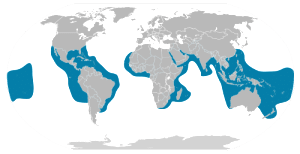 Tiger sharks range and distribution