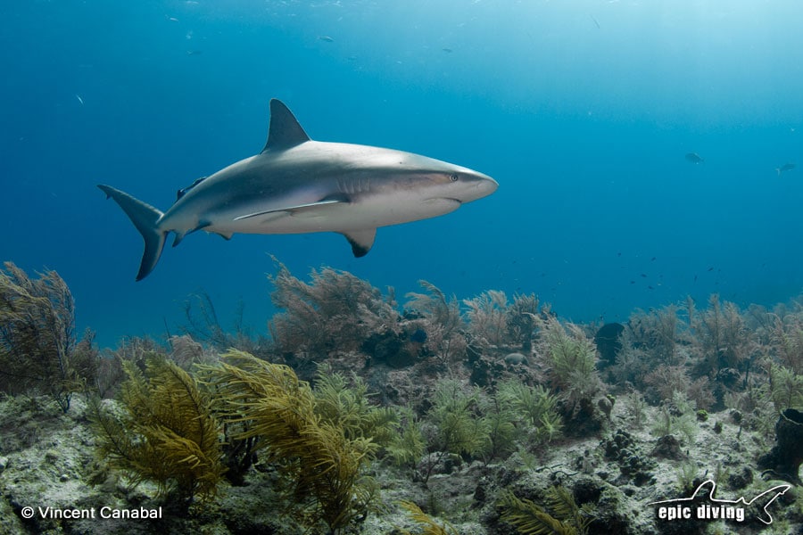 reef shark diving in the Bahamas