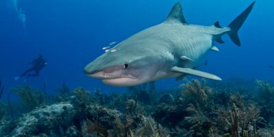 tiger shark diving on the reefs of tiger beach