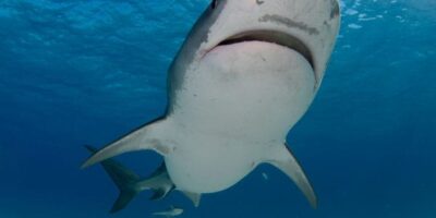 day trips to Tiger Beach