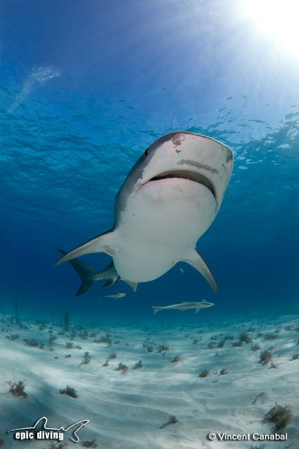 day trips to Tiger Beach