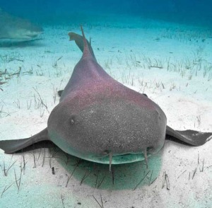 nurse shark diving bahamas