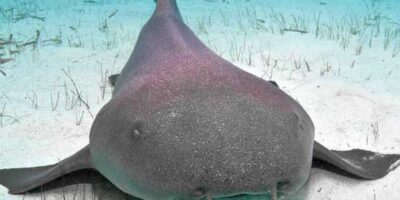 nurse shark diving bahamas