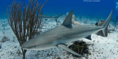 shark diving with caribbean reef sharks