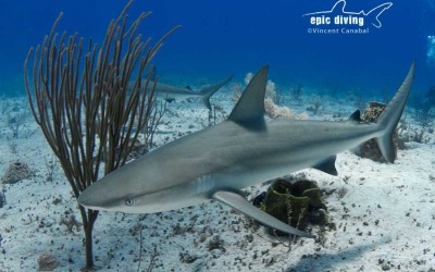 shark diving with caribbean reef sharks