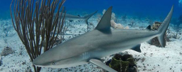 shark diving with caribbean reef sharks