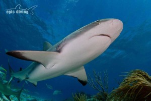 diving with caribbean reef sharks