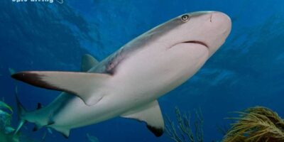 diving with caribbean reef sharks