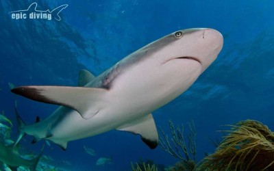 diving with caribbean reef sharks