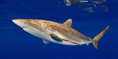 silky shark diving bahamas