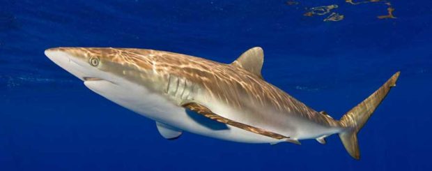 silky shark diving bahamas