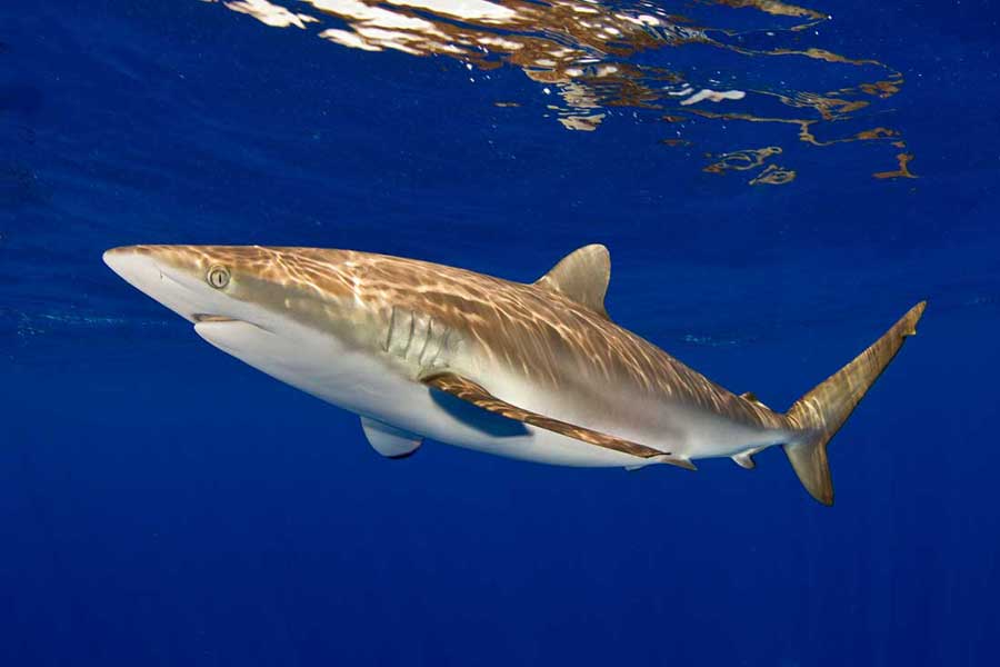 silky shark diving bahamas