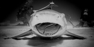 lemon shark cleaning Tiger Beach Bahamas