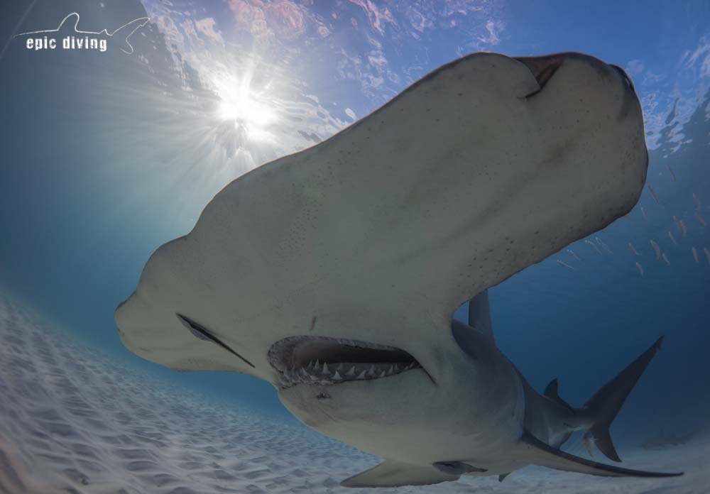 bahamas shark diving great hammerhead bimini