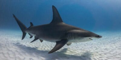 great hammerhead shark diving in bimini bahamas