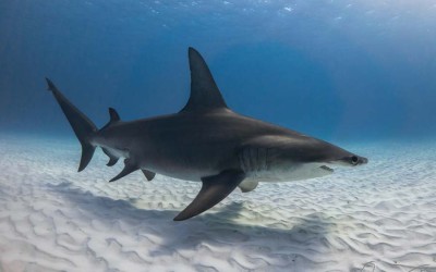 great hammerhead shark diving in bimini bahamas