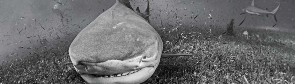 shark shot underwater photography contest winner