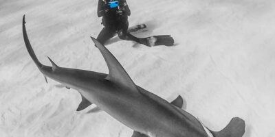 Nauticam iPhone housing shooting a great hammerhead shark in bimini