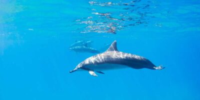 wild dolphin swim with epic diving in bimini bahamas