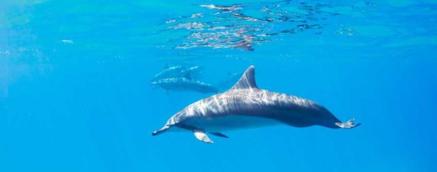 wild dolphin swim with epic diving in bimini bahamas