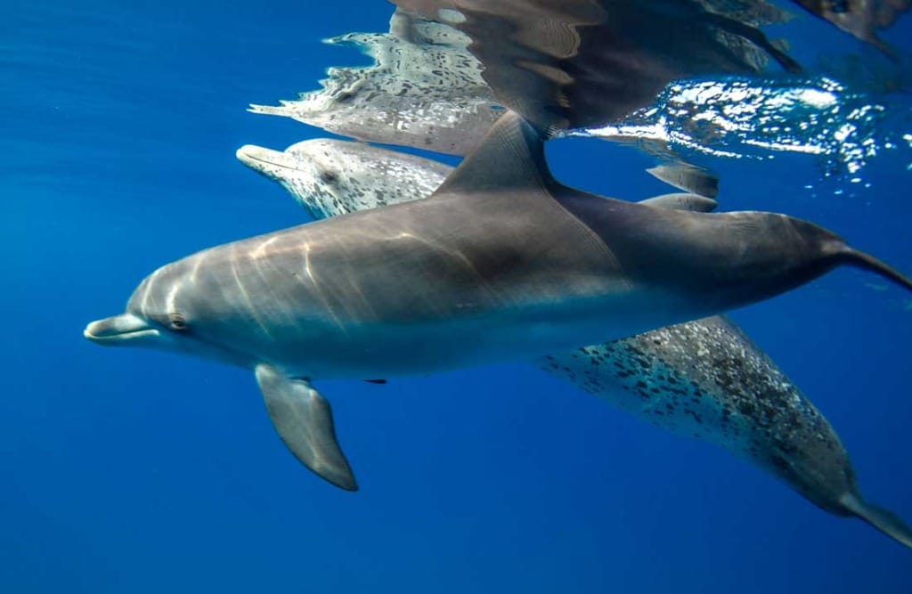 swimming-with-atlantic-spotted-dolphin-bimini-bahamas