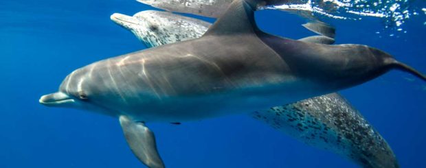 swimming-with-dolphin-bimini-bahamas