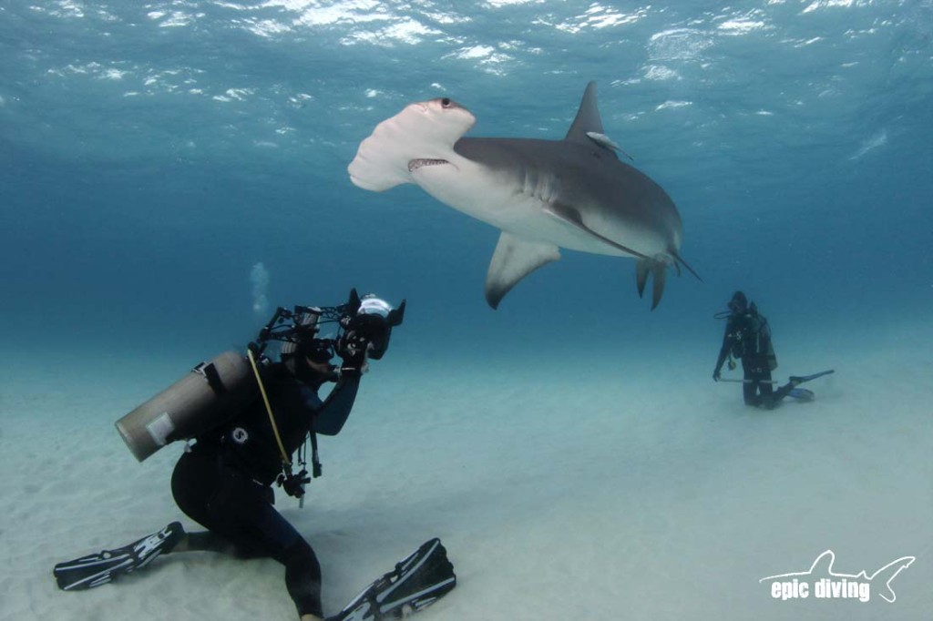 great hammerhead shark diving in bimini