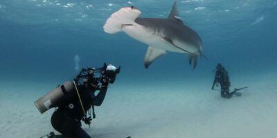 great hammerhead shark diving in bimini