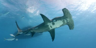 great hammerhead diving in bimini bahamas