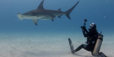 diver with great hammerhead shark in bimini