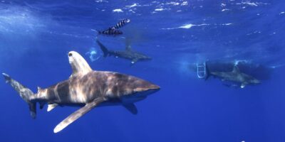 oceanic whitetip shark cat island bahamas shark diving