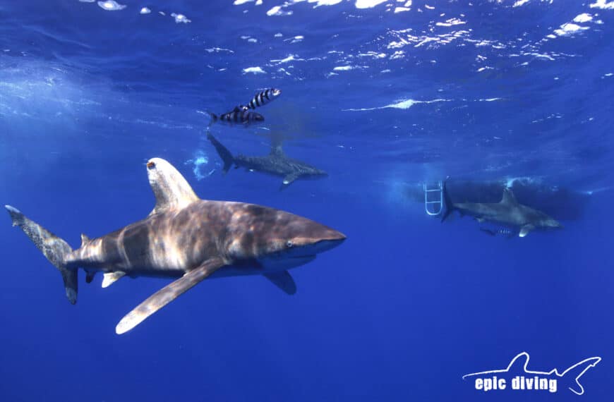 oceanic whitetip shark cat island bahamas shark diving