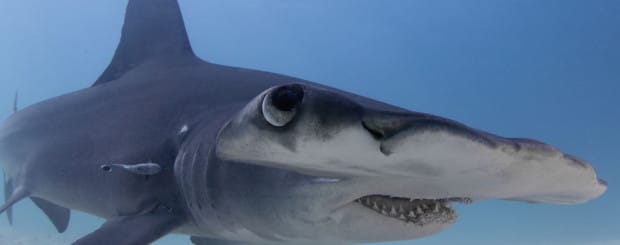 great hammerhead shark diving in bimini