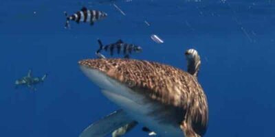 oceanic whitetip shark pilot fish cat island bahamas