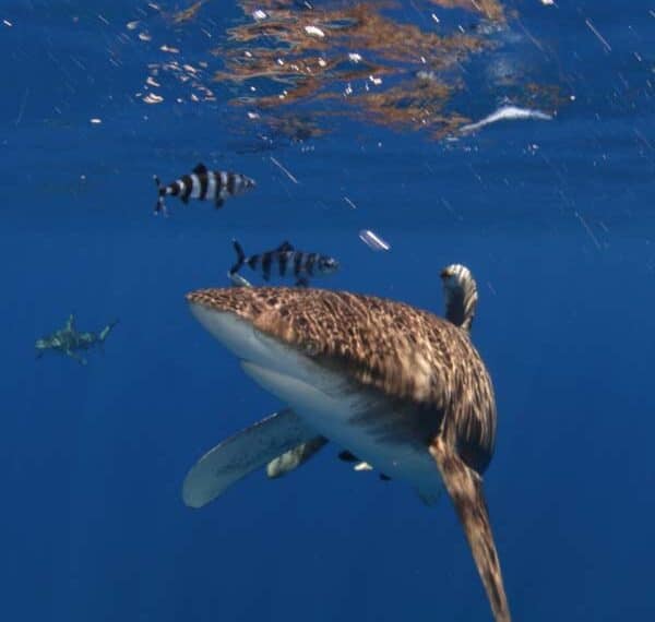 oceanic whitetip shark pilot fish cat island bahamas