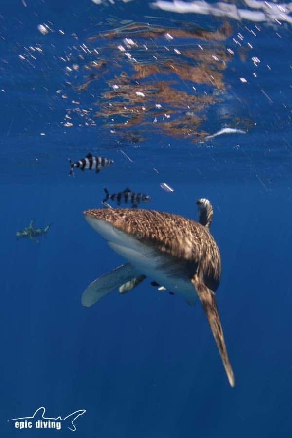 oceanic whitetip shark pilot fish cat island bahamas