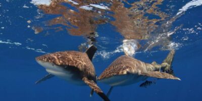 oceanic whitetip sharks cat island bahamas shark diving