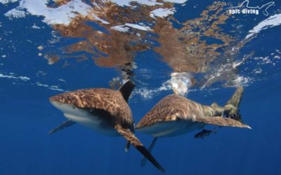 oceanic whitetip sharks cat island bahamas shark diving