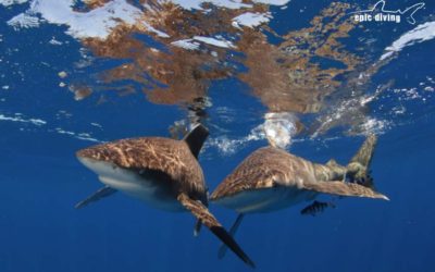 oceanic whitetip sharks cat island bahamas shark diving