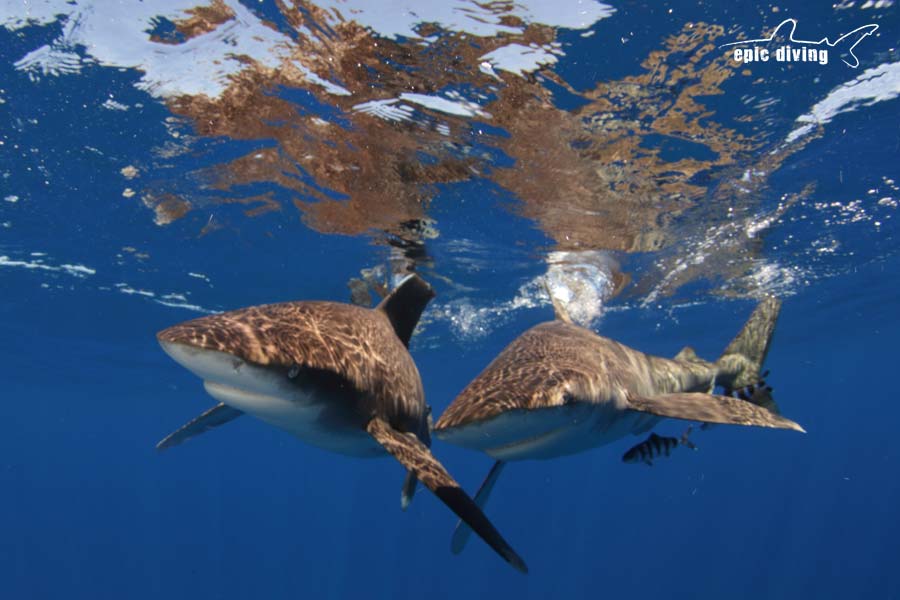 oceanic whitetip sharks cat island bahamas shark diving