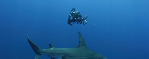 oceanic whitetip and great hammerhead shark diving bahamas