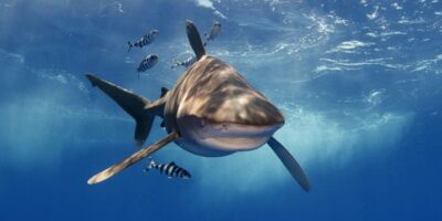 Oceanic Whitetip Shark and Pilot Fish cat island bahamas